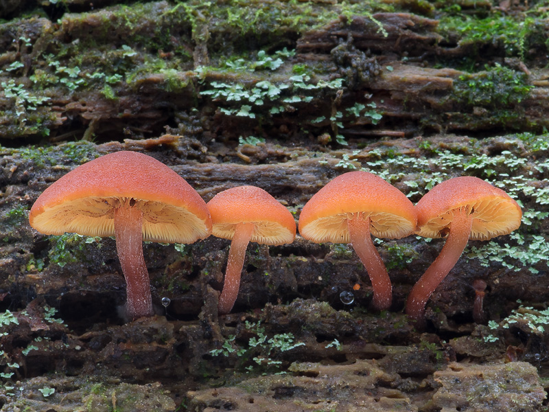 Gymnopilus picreus